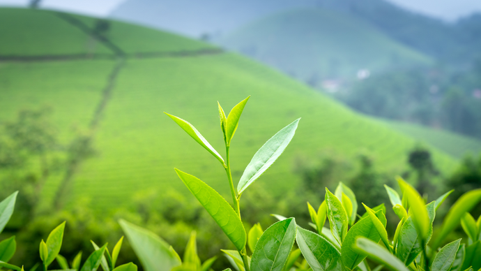 Did You Know All Tea Comes From The Same Plant?